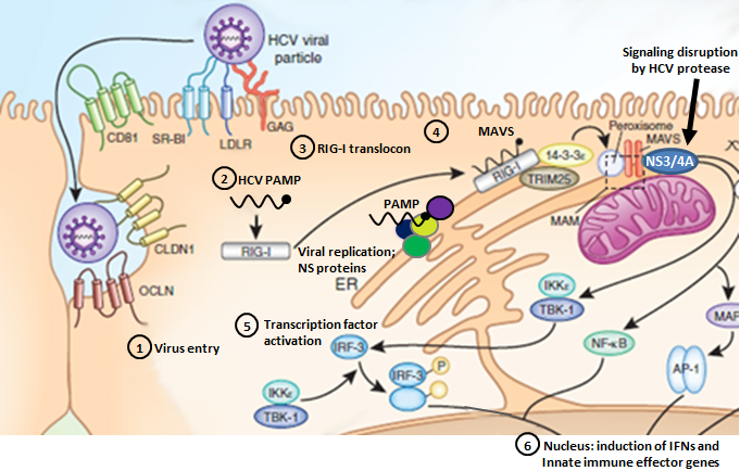 HCV RIG_I-Pathway