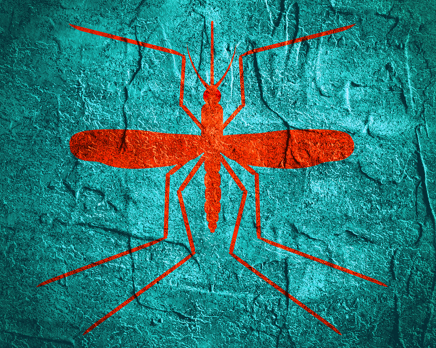 Thinkstock/Evgeny Gromov The Zika virus is transmitted by certain types of mosquitoes, including the Aedes egypti mosquito