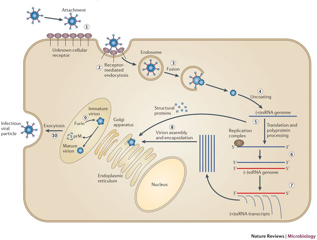 wnv_lifecycle image